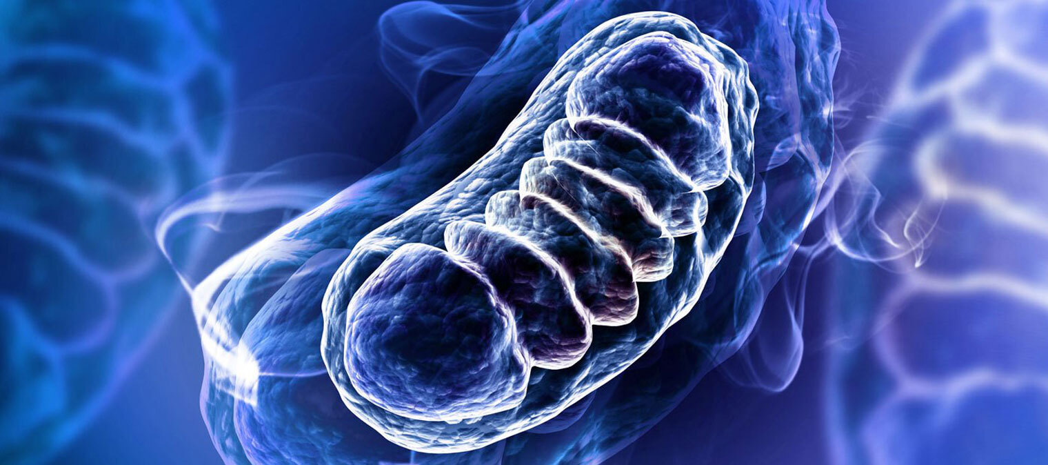 Ubiquinol vs CoQ10 how are they different? MitoQ