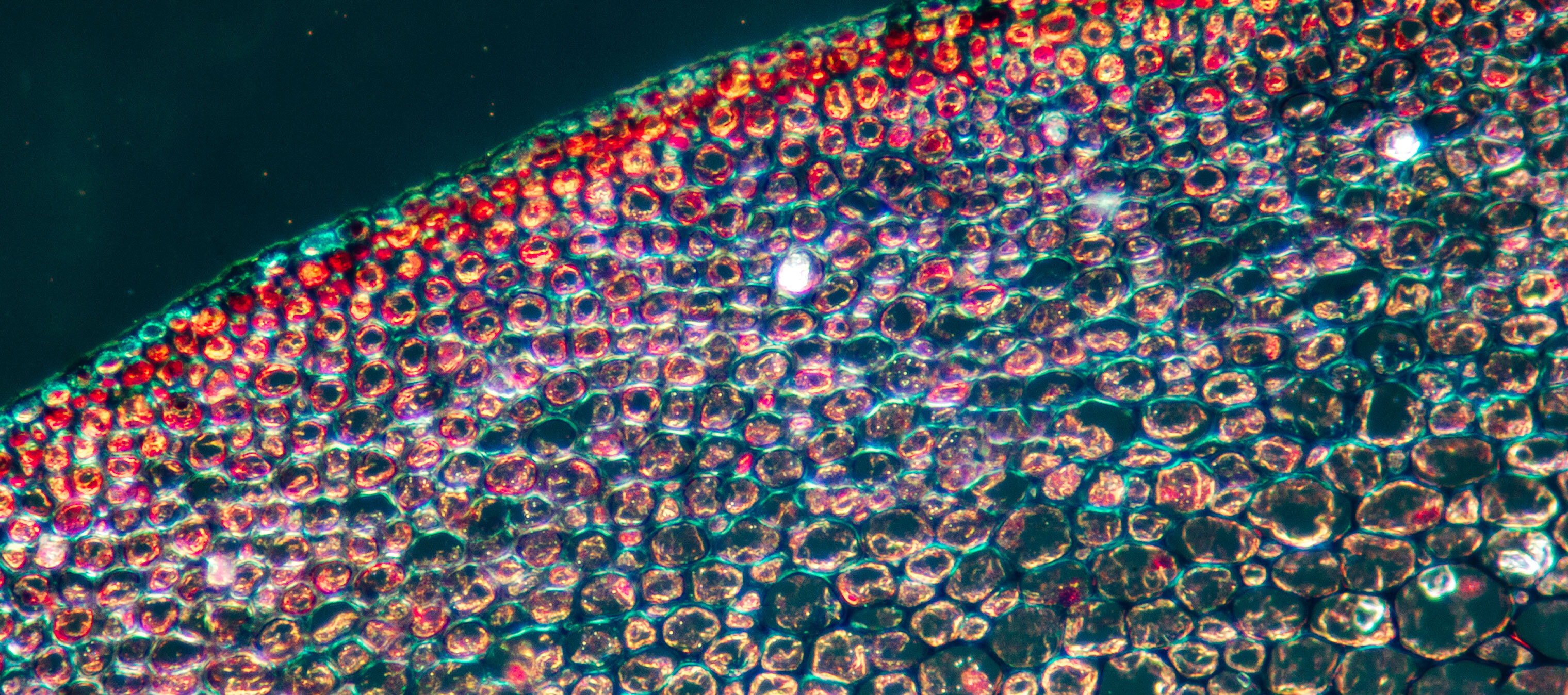 What are antioxidants and why are they important?